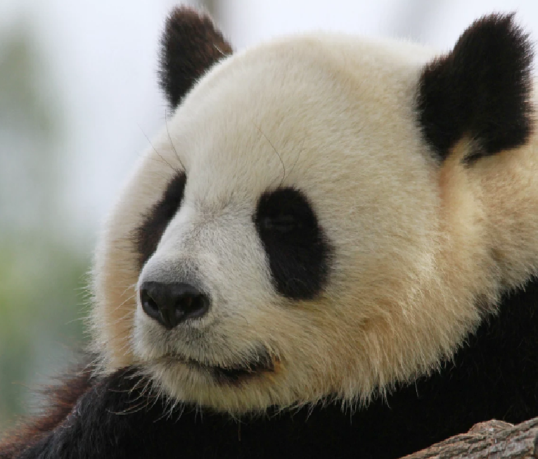 1 Day panda - cooking tour by private trans